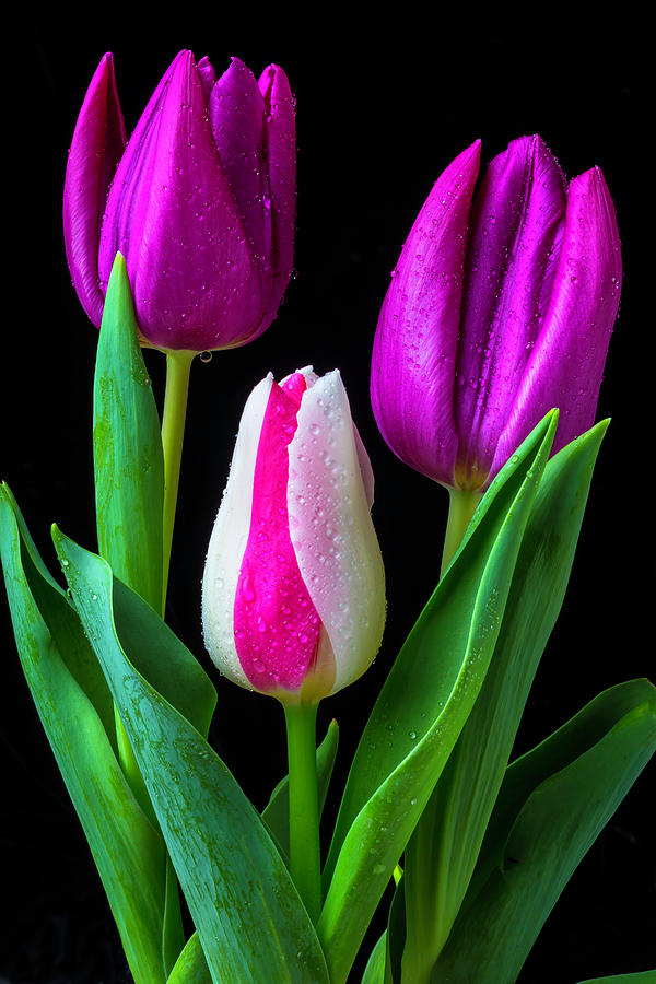Three Lovely Tulips Photograph by Garry Gay