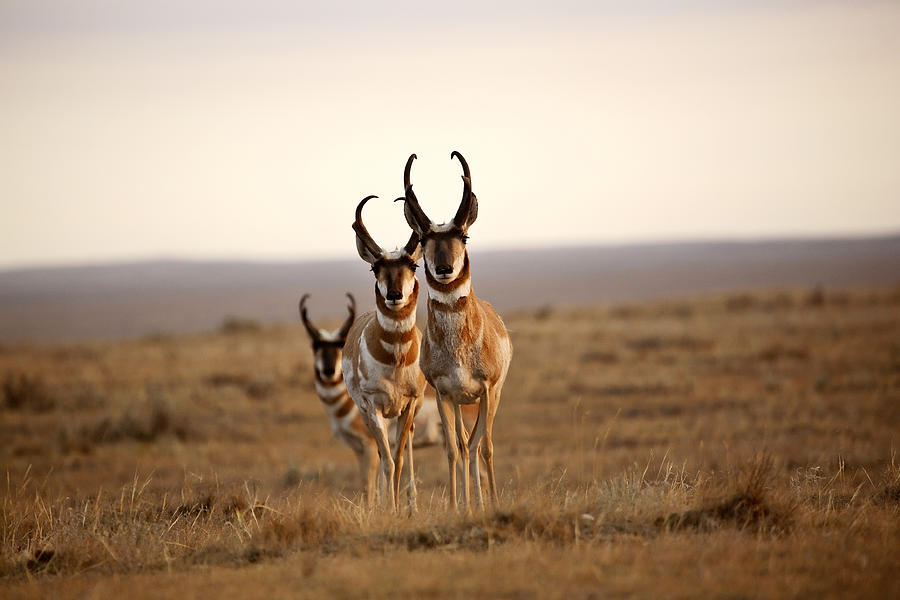 Nature Photograph - Three male Pronghorn Antelopes in Alberta by Mark Duffy