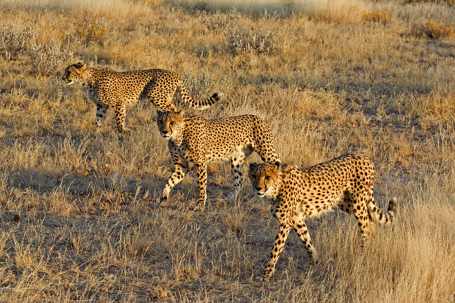 Three Cheetahs Photograph by Aivar Mikko