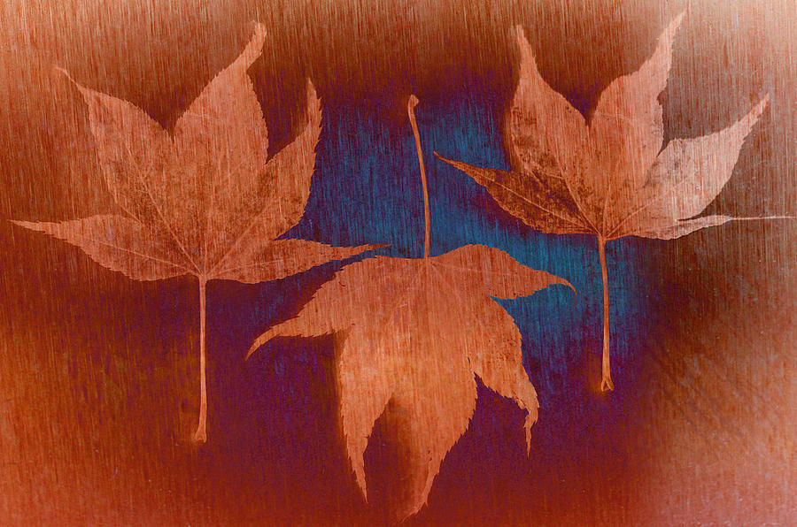 Three Maple Leaves Photograph by Don Schwartz