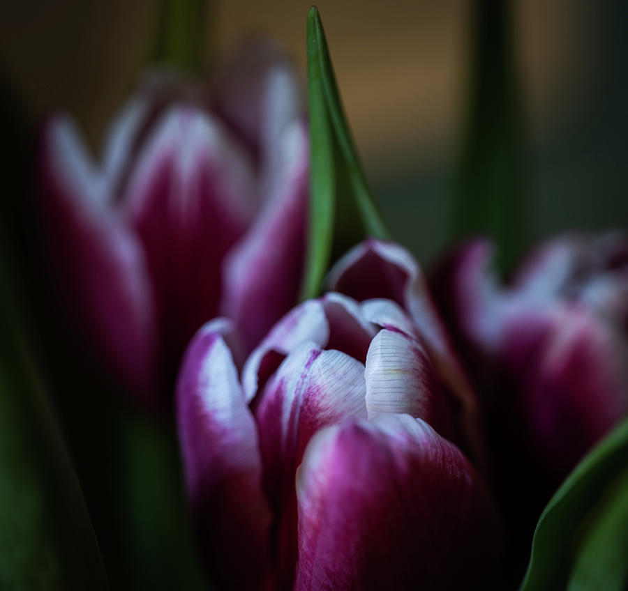 Three maroon white tipped tulips Photograph by Joann Waggoner - Fine