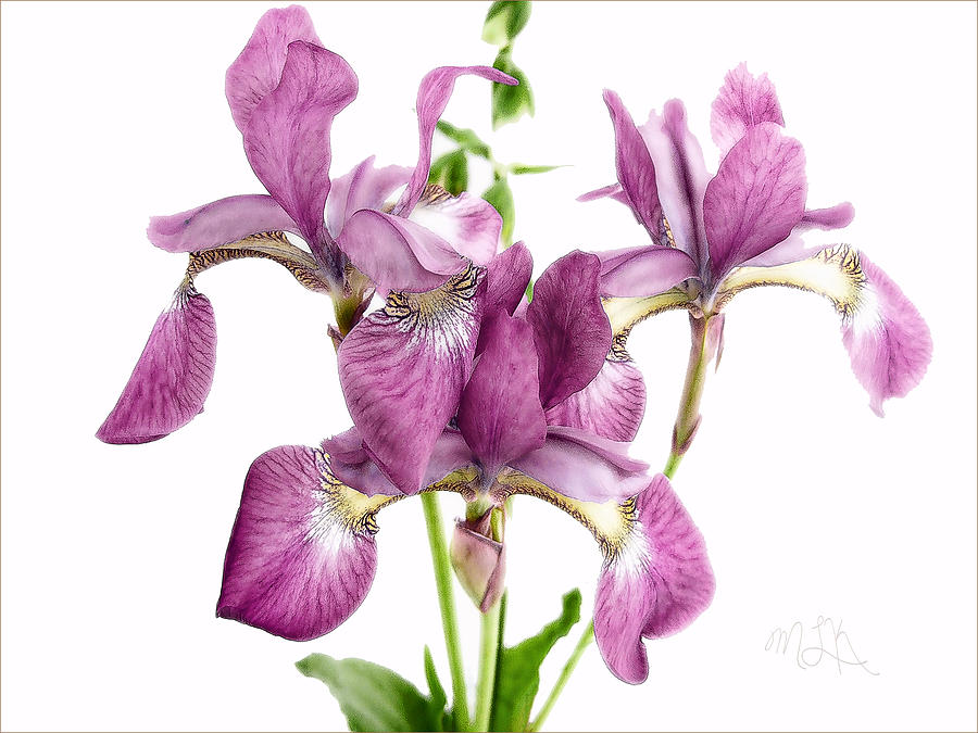 Three Mauve Japanese Irises Photograph by Louise Kumpf
