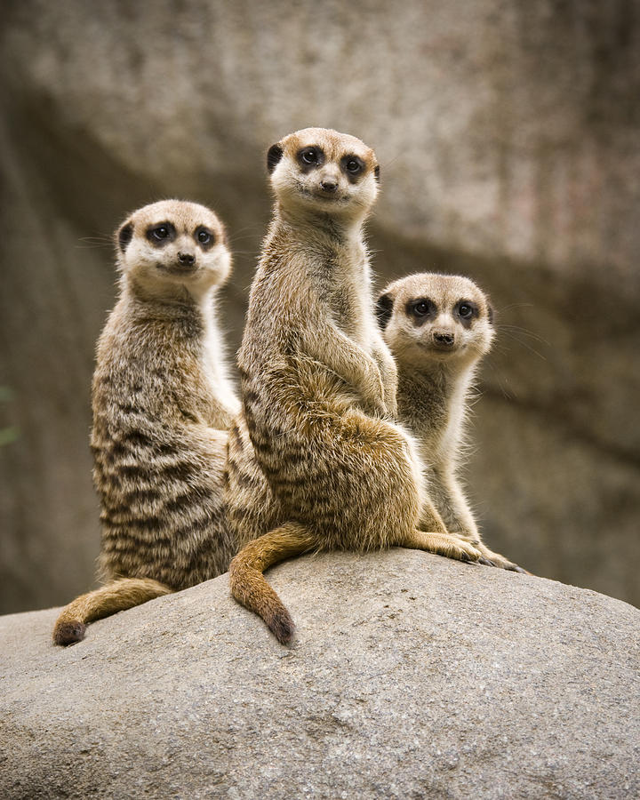 Wildlife Photograph - Three Meerkats by Chad Davis