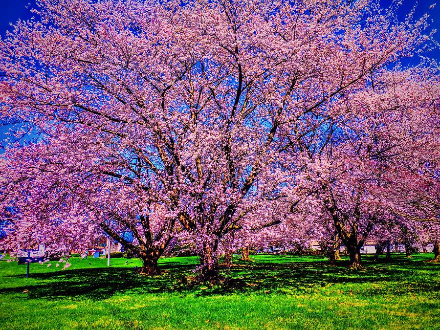 Three Mile Island Cherry Trees Photograph by Paul Kercher
