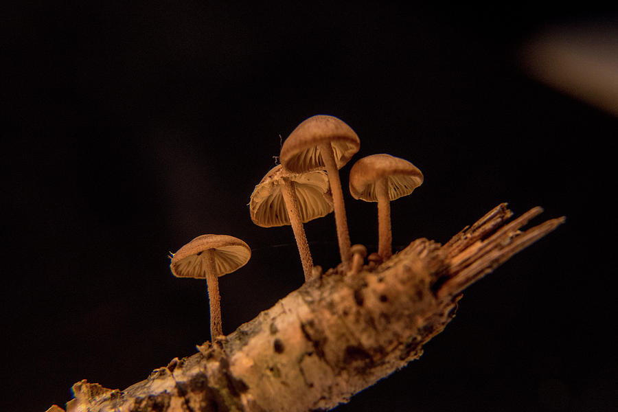 Three Millimeter High Mushrooms Photograph by Douglas Barnett