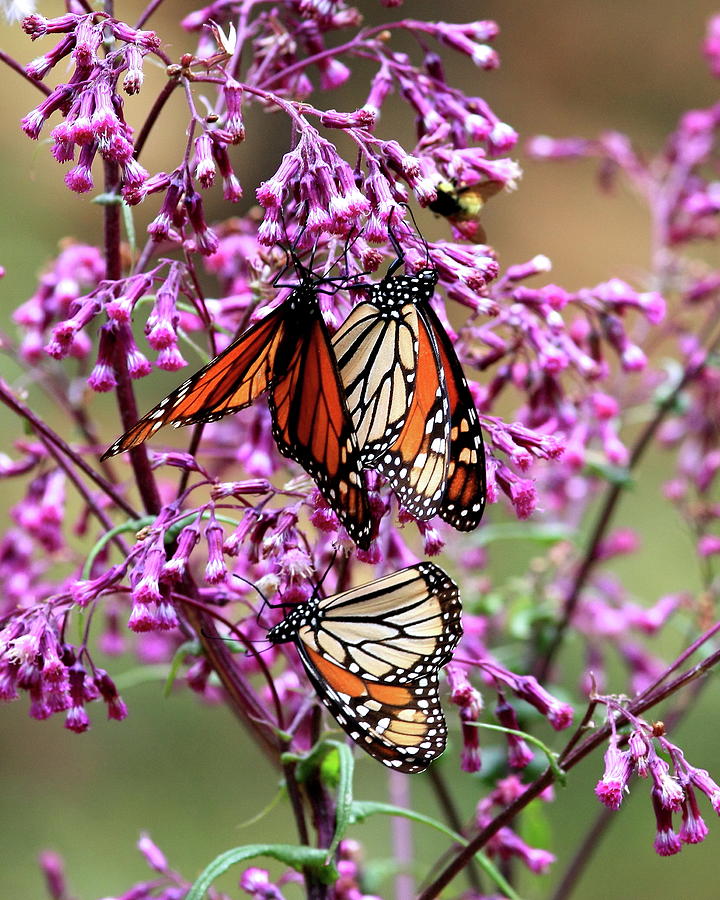 Three Monarch Butterflies Photograph by Robert McKinstry