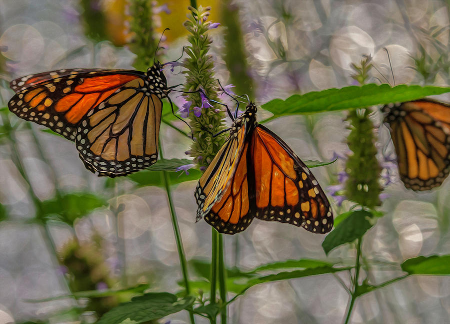 Three Monarch Butterfly Digital Art