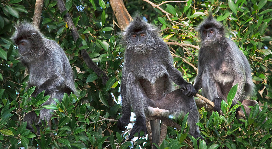 Three Monkeys Photograph by Louise Heusinkveld