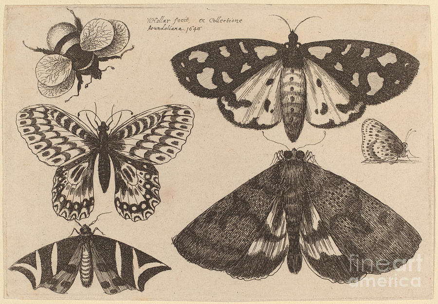 Three Moths, Two Butterflies, And A Bumble Bee Drawing by Wenceslaus Hollar