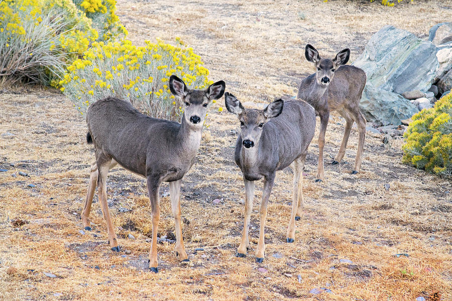 Three Mule Deer In High Desert Photograph by Frank Wilson
