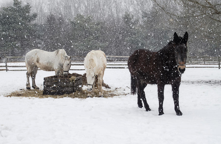 Farm Animals At Lunchtime In The Snow Photograph by Gary Slawsky
