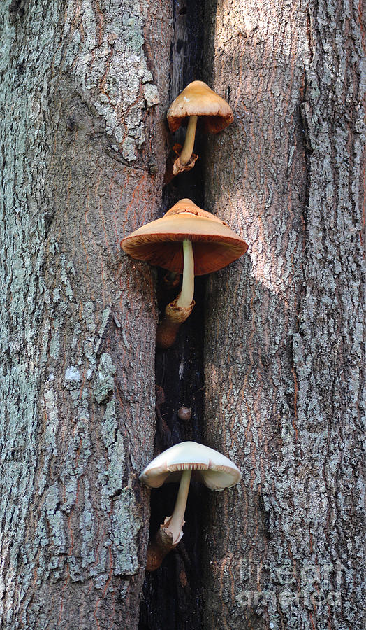 Three Mushrooms Photograph by Ella Kaye Dickey