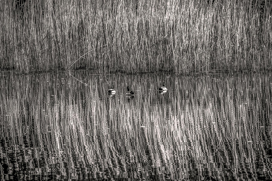 three musketeers BW Photograph by Leif Sohlman