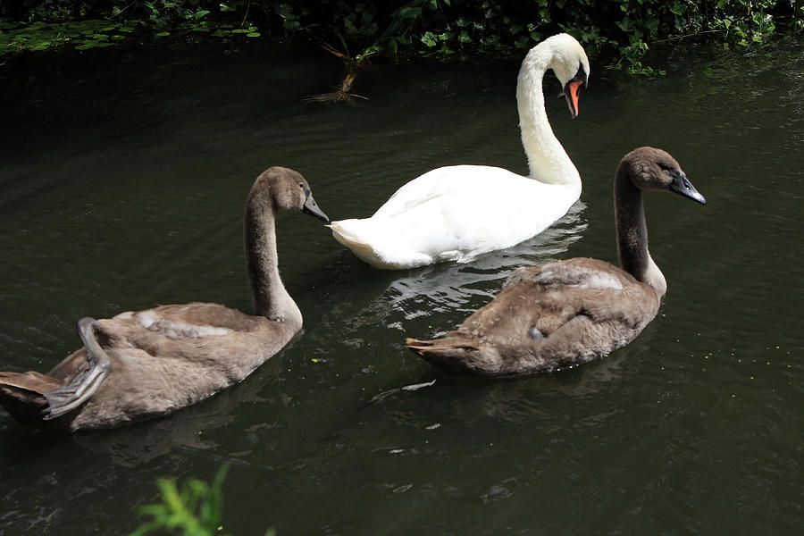 Three Mute Swans Photograph by Aidan Moran