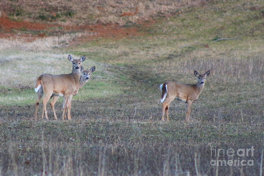 Deer Photograph - Three  by Neal Eslinger