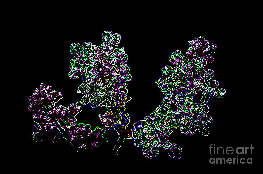 Flower Digital Art - Three Neon Lilacs by Brenda Landdeck