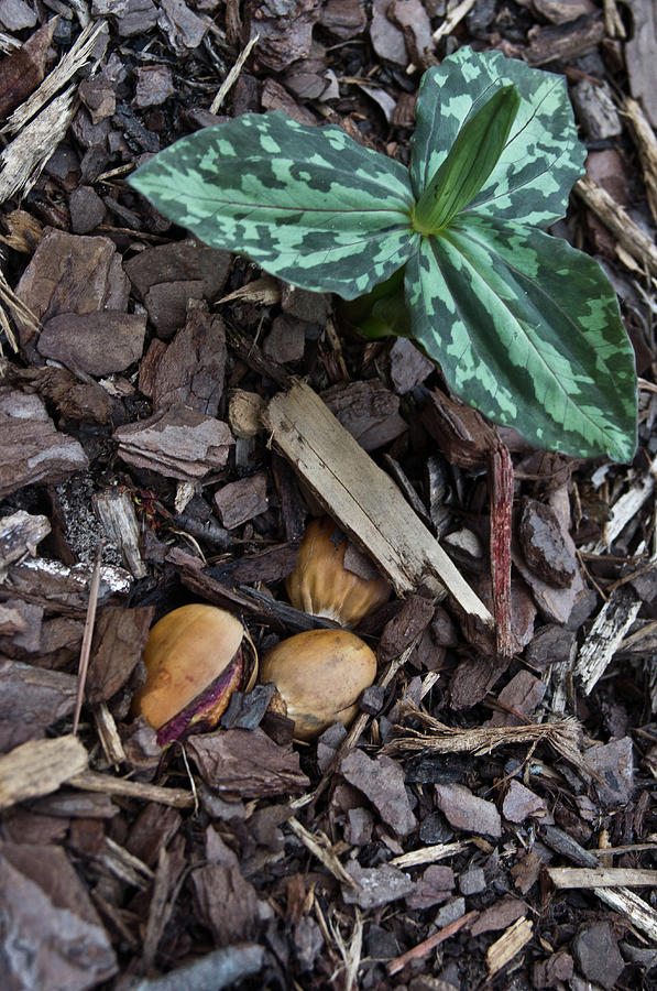 Nature Photograph - Three Nuts for a Trillium by Douglas Barnett