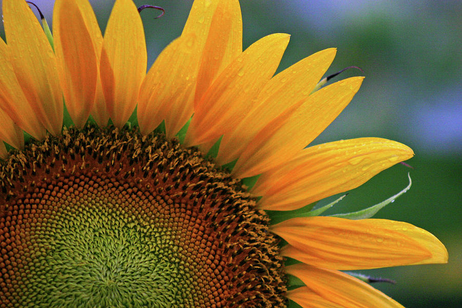 Three oClock Sunflower in the Rain 3312 H_2 Photograph by Steven Ward