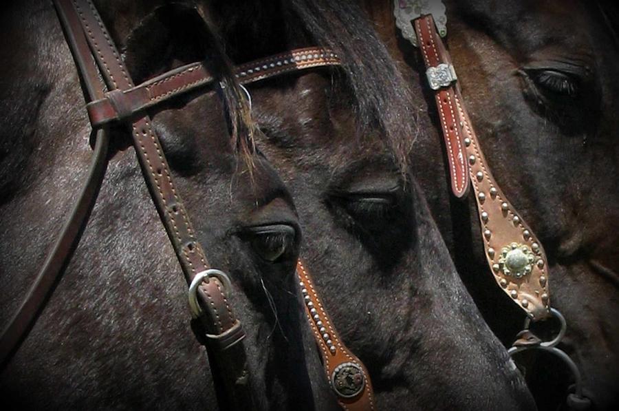 Horse Photograph - Three of a Kind by Carla Froshaug