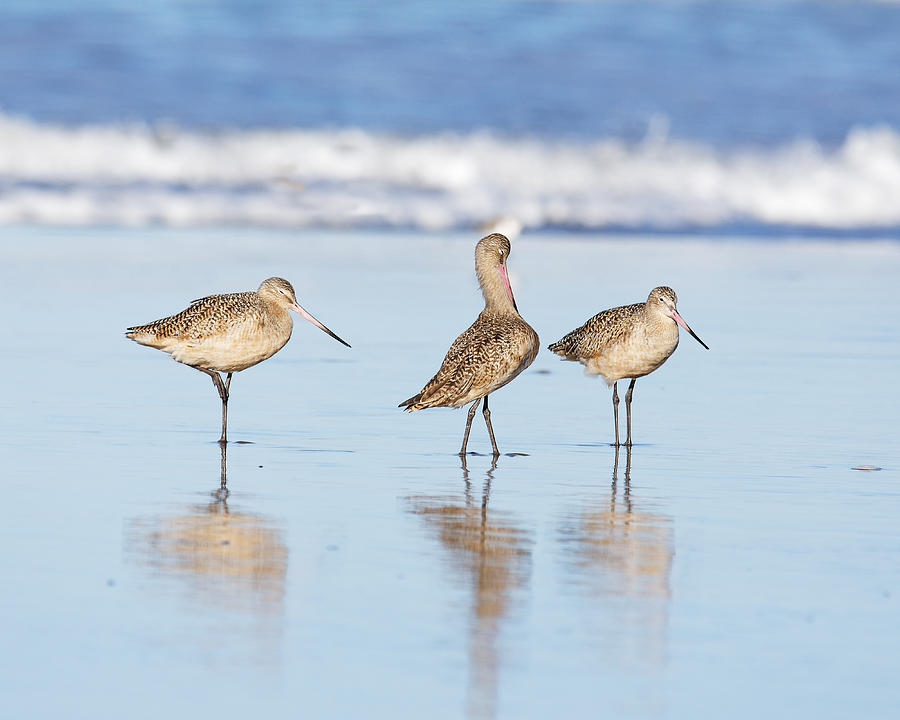Three of a Kind -- Marbled Godwits in Morro Bay, California Photograph by Darin Volpe