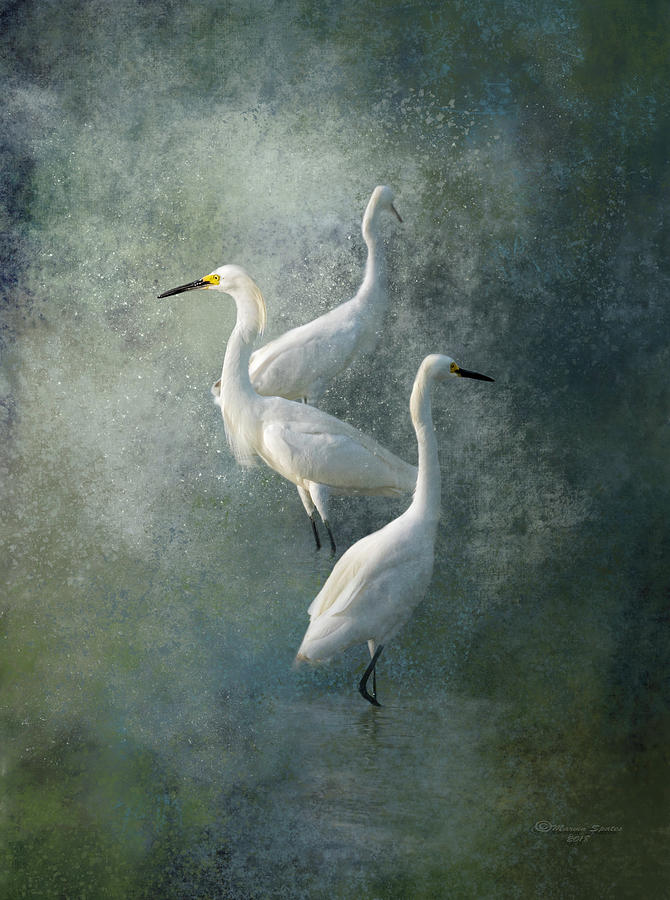 Egret Photograph - Three Of A Kind by Marvin Spates