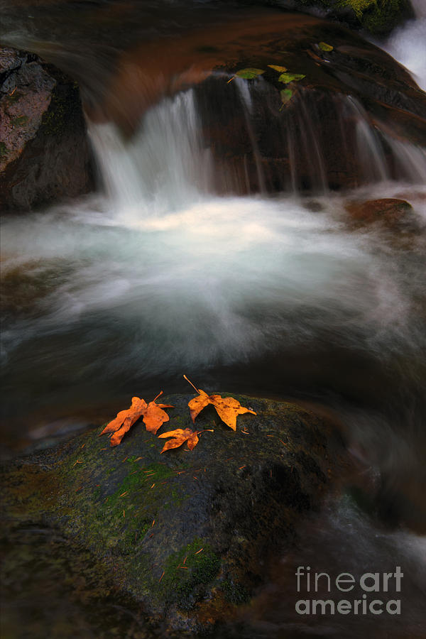 Fall Photograph - Three of a Kind by Michael Dawson