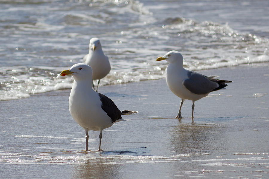 Three Of a Kind - Seagulls Photograph by Kirkodd Photography Of New England
