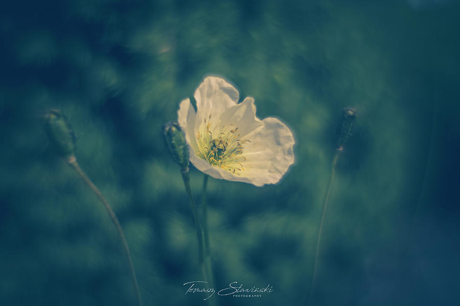 Flowers Photograph - Three of them by Tomasz Slawinski Flowers Photograph - Three of them by Tomasz Slawinski