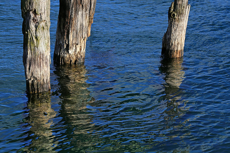 Three Old Pilings Photograph by Mary Bedy