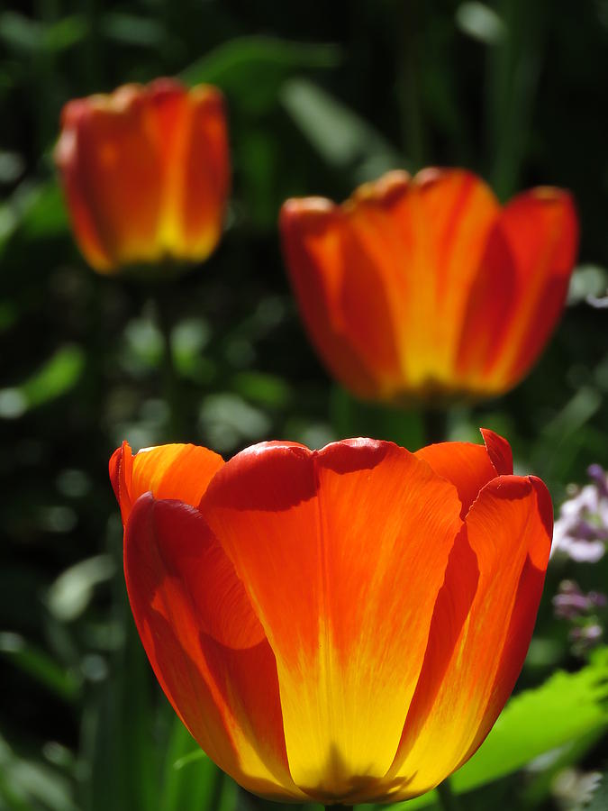 Three Orange and Yellow Tulips Photograph by John Topman