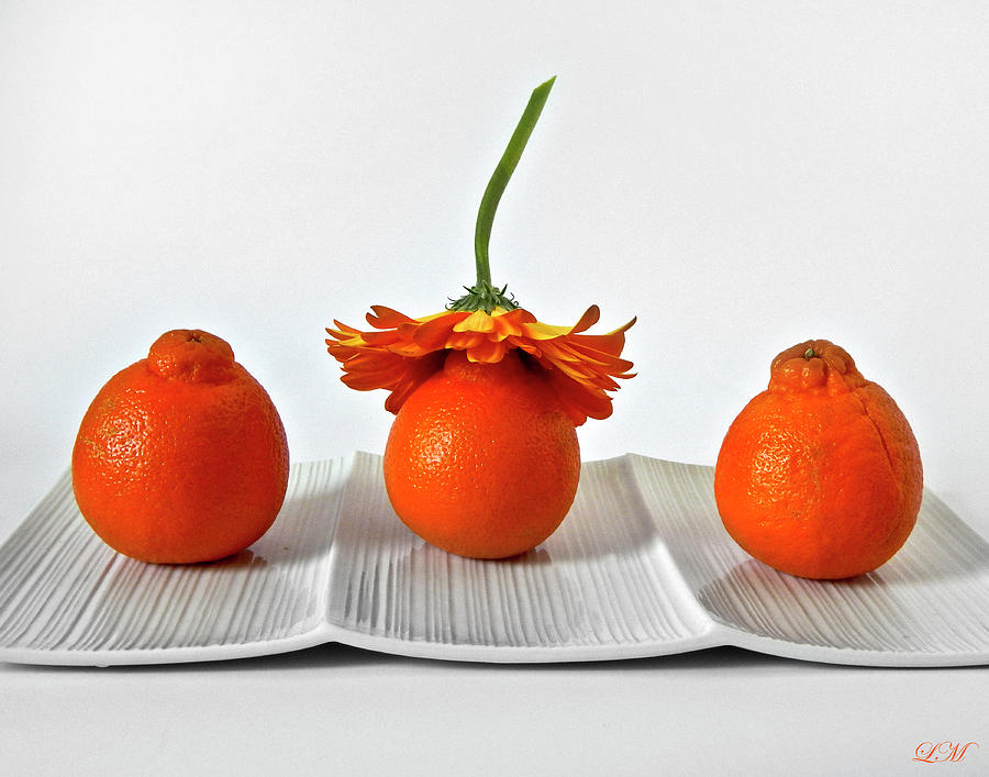 Three Oranges Photograph by Lily Malor