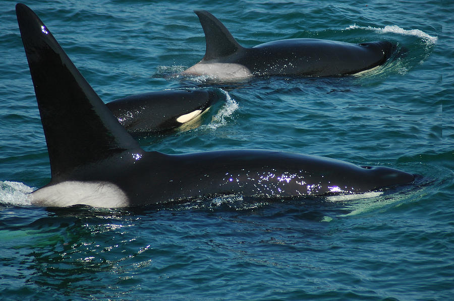 Three Orcas Photograph by Harry Spitz