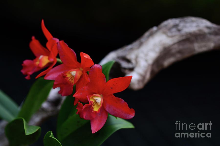 Three Orchids and a Log Photograph by Cindy Manero