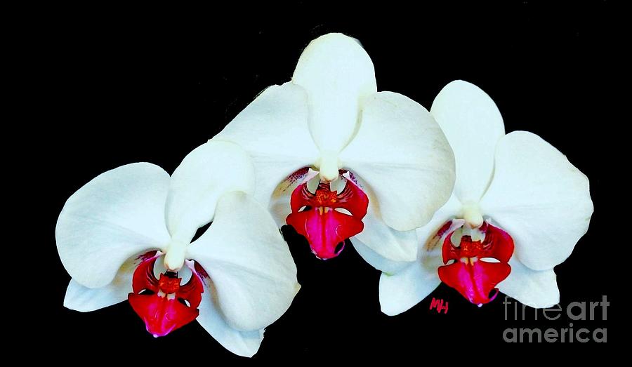 Three Orchids Photograph by Marsha Heiken