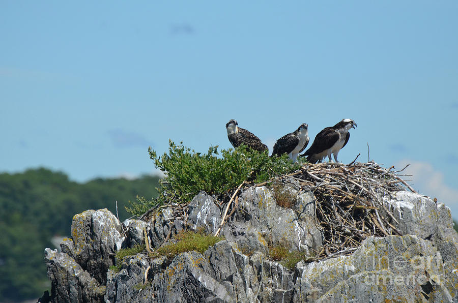Three Ospreys Perched on a Nest in Maine Photograph by DejaVu Designs