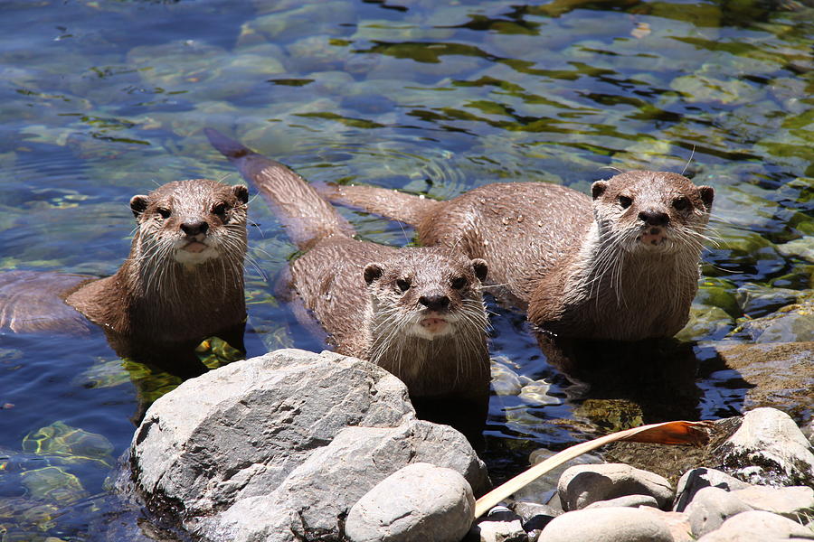 Three Otters Photograph by Stephen Athea - Fine Art America