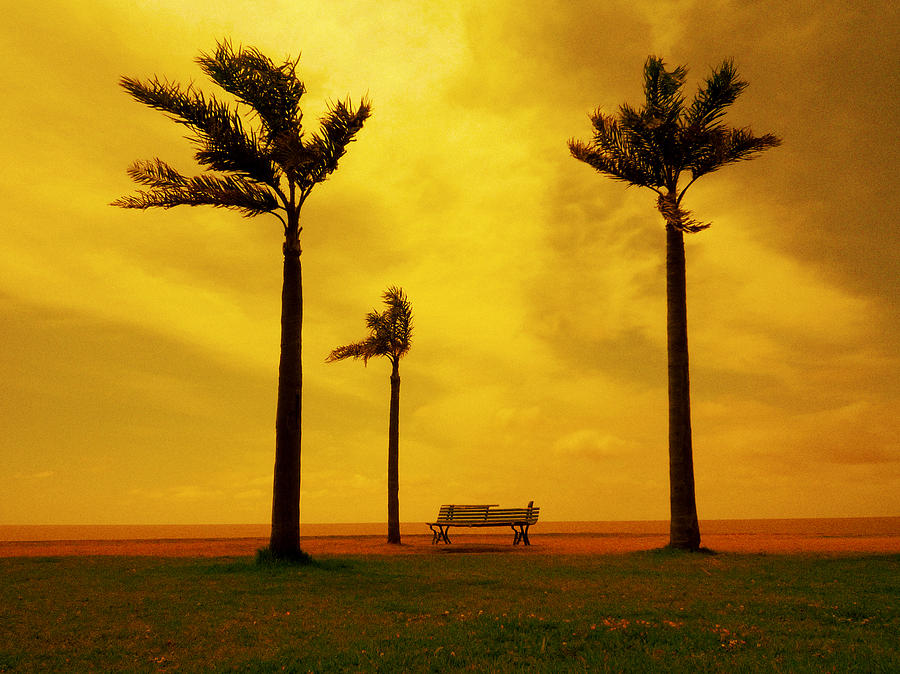 Three Palm Trees and a Bench Photograph by Osvaldo Hamer