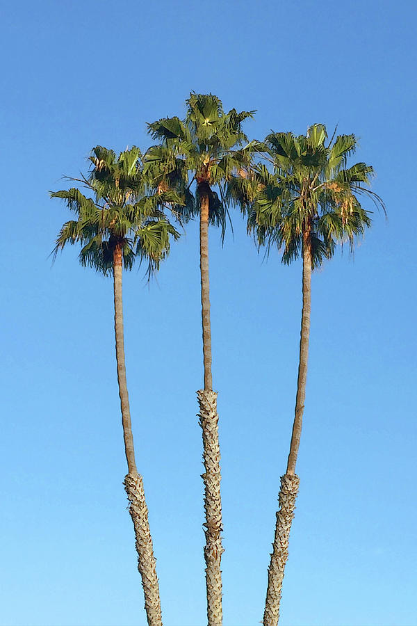 Three Palm Trees Photograph by Art Block Collections