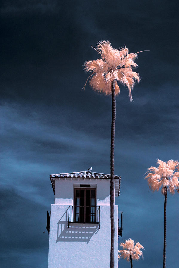 Three Palm Trees in Infrared on Cabrillo Beach Photograph by Randall Nyhof