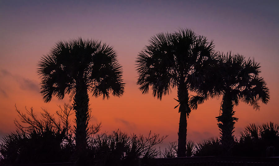 Three Palm Trees Photograph by Robert Mitchell