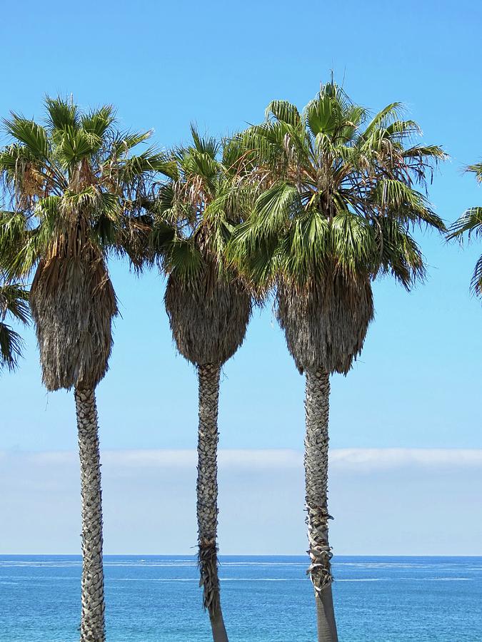 Three Palms Photograph by Connor Beekman