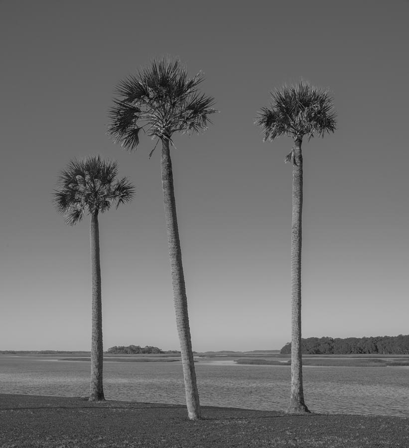Three Palms In Black And White Photograph
