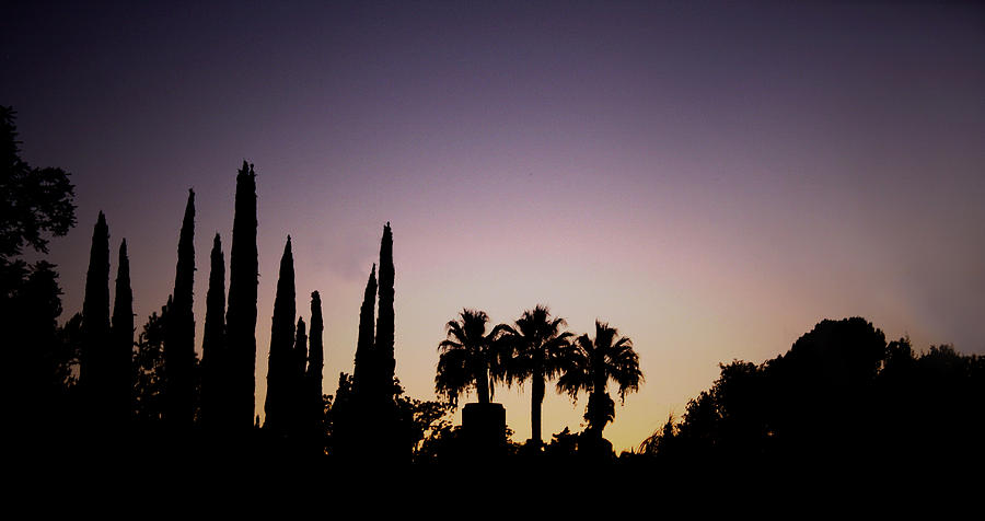 Three Palms in California at Sunset Photograph by Teresa Mucha