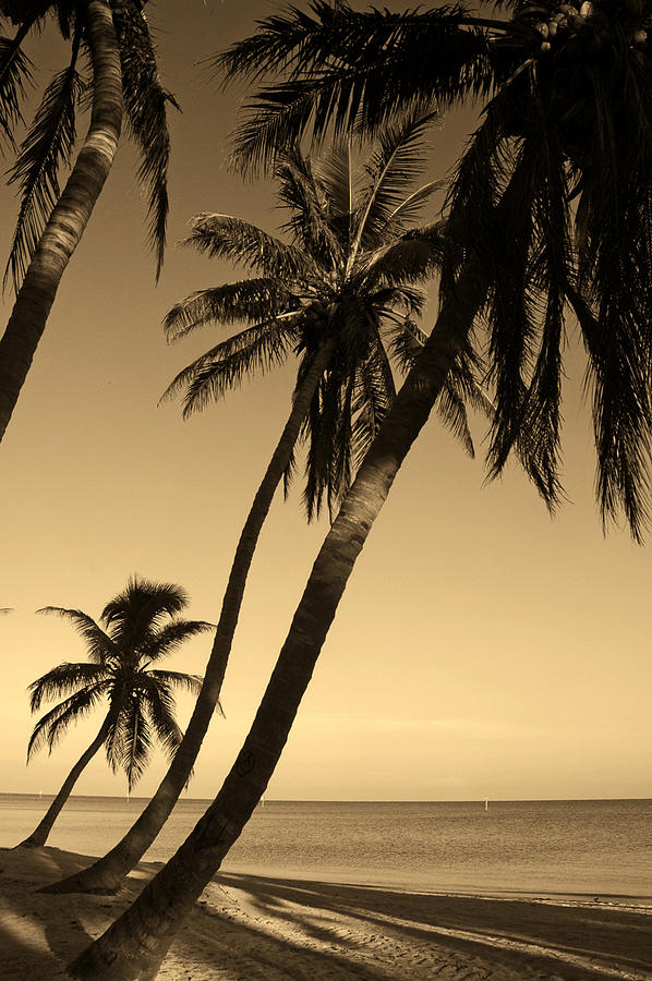 Three Palms in Key West FL Photograph by Susanne Van Hulst