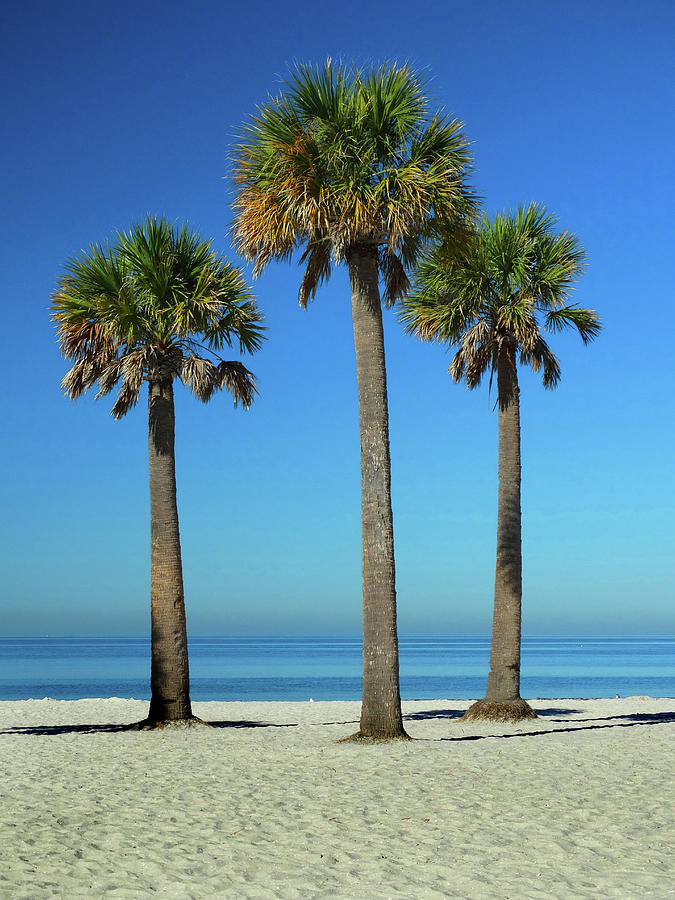 Three Palms in the Morning Light Photograph by David T Wilkinson