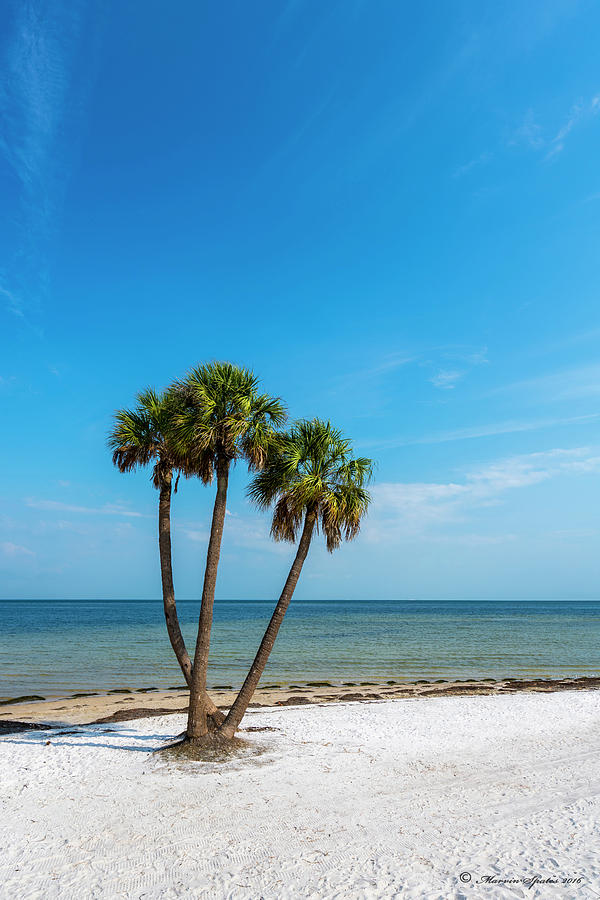 Three Palms Photograph by Marvin Spates