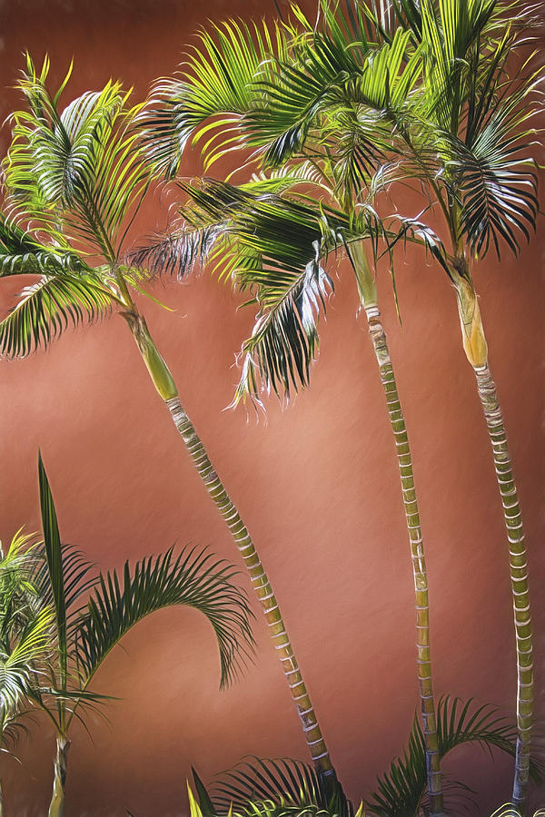 Three Palms Photograph by Pamela Steege