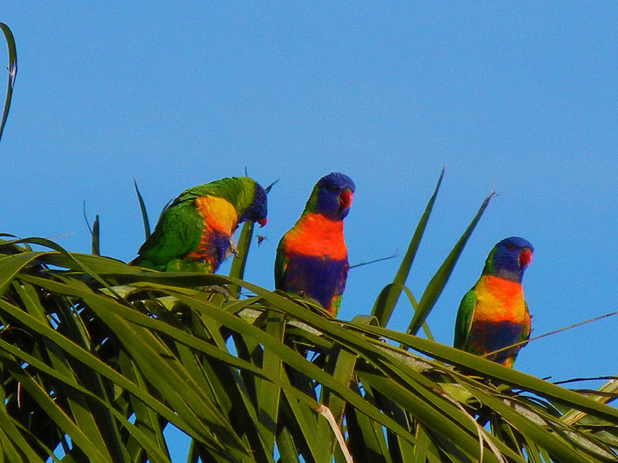 Three Parrots And A Bee Photograph by Mark Blauhoefer