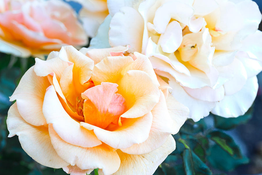 Three Peach Roses Photograph