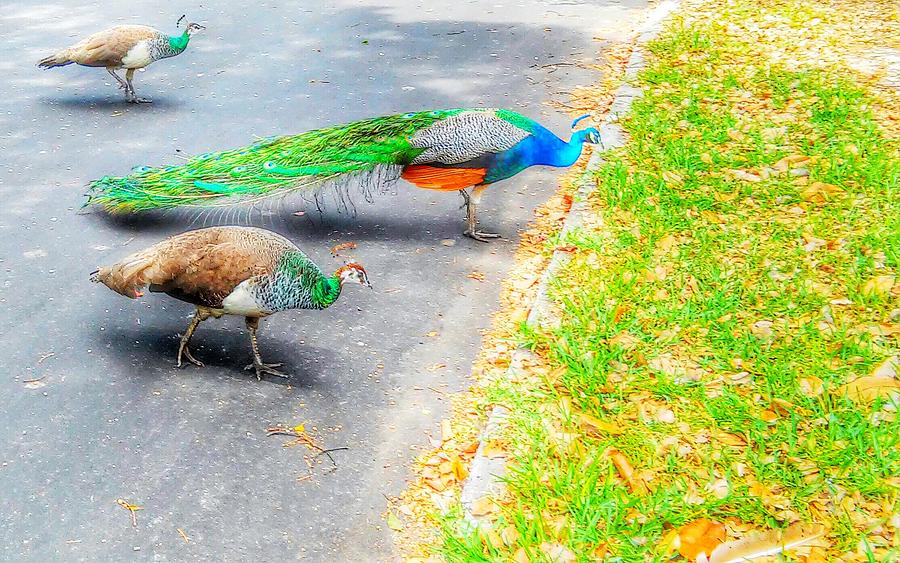 Three Peacocks Photograph by John Hiatt - Fine Art America